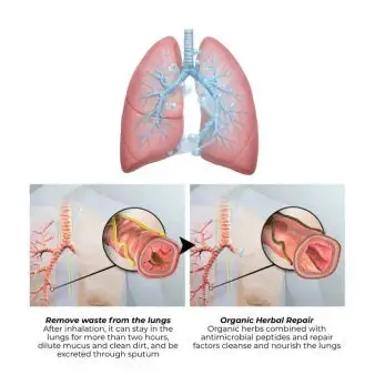 US👨⚕️✅ Dobshow® Botanical Mullein Lung Cleanse Diffuser 🌿(🫁Cough, Pharyngitis, shortness of breath, sputum, stuffy nose, bronchitis, bronchitis, allergy symptoms, lung discomfort💝)